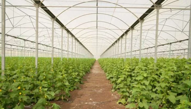 North Al Sharqiyah farm and fisheries investment reaches OMR74m